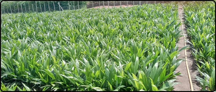 Oil Palm Seedlings Farm