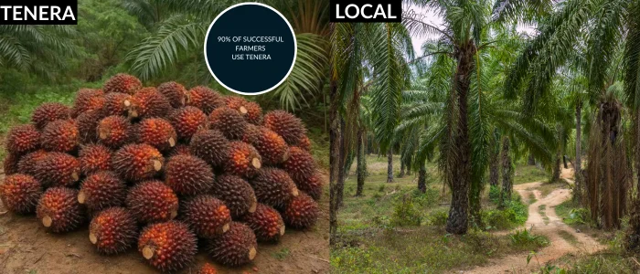 difference between Tenera and local Oil palm seedling