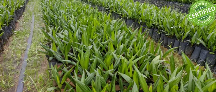 certified oil palm seedling farm